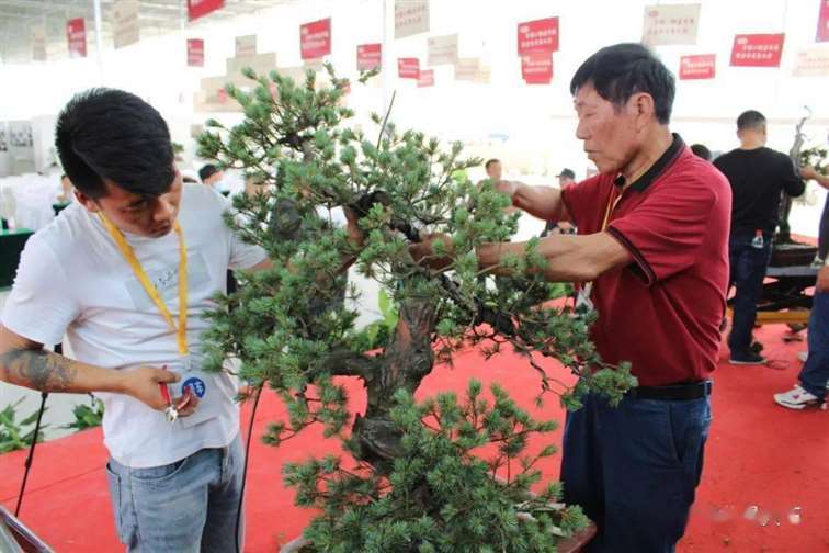 图解 五针松盆景怎么修剪蟠扎的15个过程