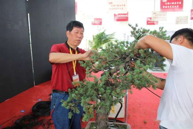 图解 五针松盆景怎么修剪蟠扎的15个过程