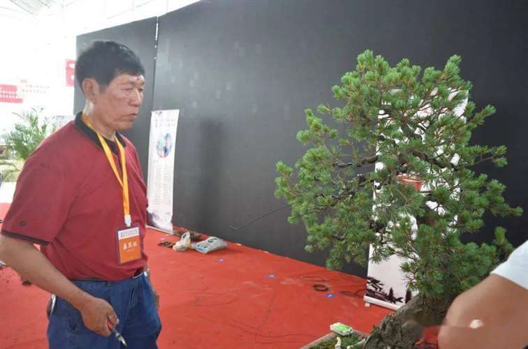 图解 五针松盆景怎么修剪蟠扎的15个过程