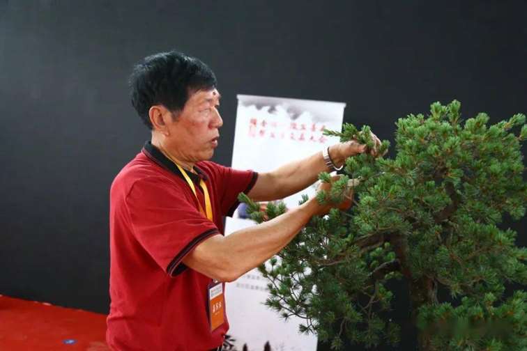 五针松盆景怎么修剪蟠扎