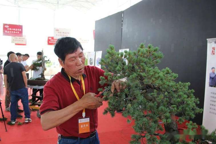 图解 五针松盆景怎么修剪蟠扎的15个过程