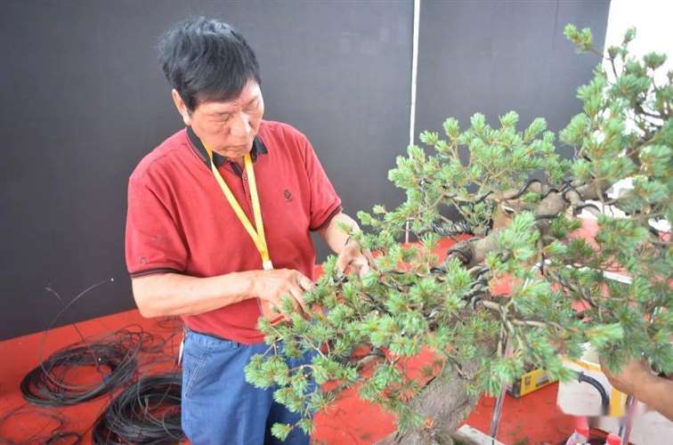 图解 五针松盆景怎么修剪蟠扎的15个过程