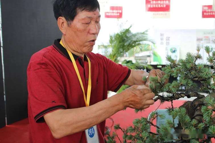 图解 五针松盆景怎么修剪蟠扎的15个过程