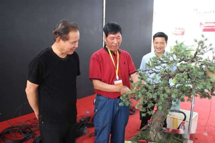 图解 五针松盆景怎么修剪蟠扎的15个过程