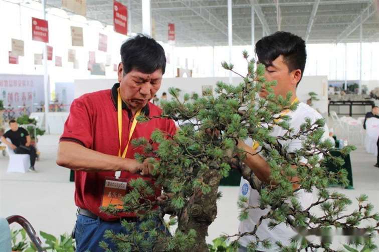 图解 五针松盆景怎么修剪蟠扎的15个过程