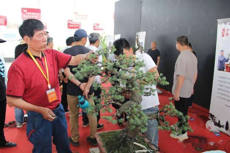 图解 五针松盆景怎么修剪蟠扎的15个过程