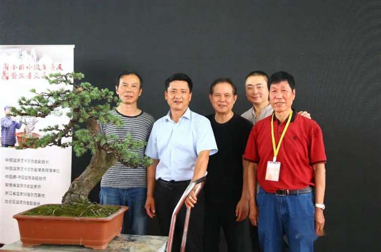 图解 五针松盆景怎么修剪蟠扎的15个过程