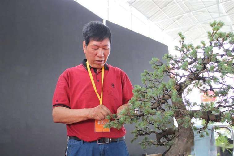 图解 五针松盆景怎么修剪蟠扎的15个过程