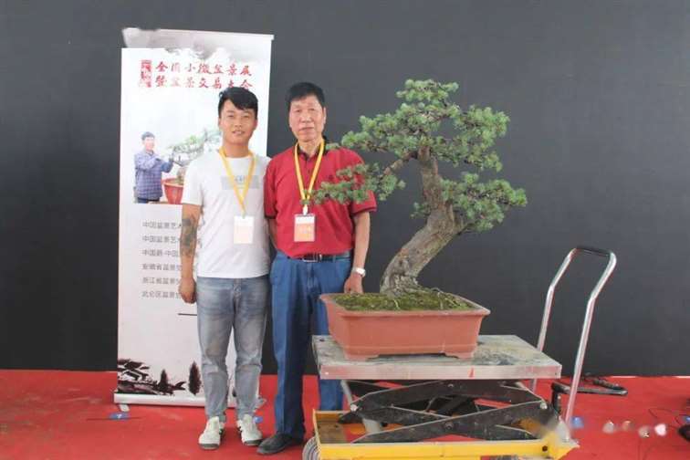 图解 五针松盆景怎么修剪蟠扎的15个过程