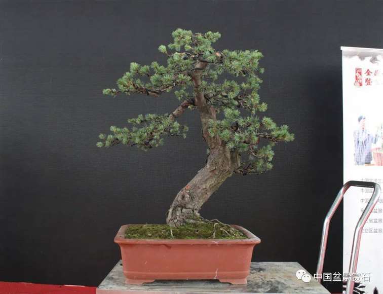 图解 五针松盆景怎么修剪蟠扎的15个过程