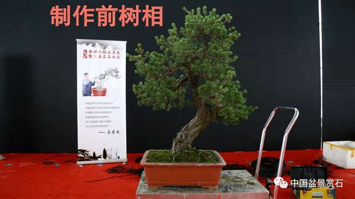 图解 五针松盆景怎么修剪蟠扎的15个过程