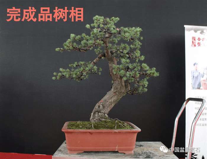图解 五针松盆景怎么修剪蟠扎的15个过程