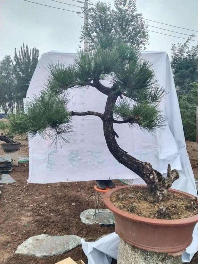 图解 黑松盆景怎么拿弯改作的11个步骤