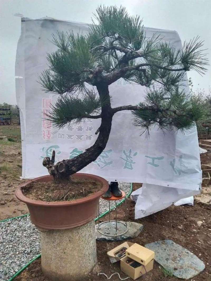 图解 黑松盆景怎么拿弯改作的11个步骤