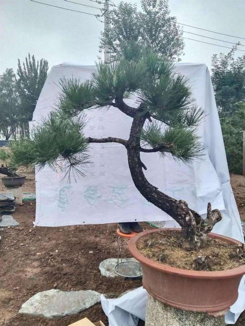 图解 黑松盆景怎么拿弯改作的11个步骤