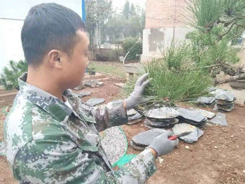 黑松盆景怎么改作