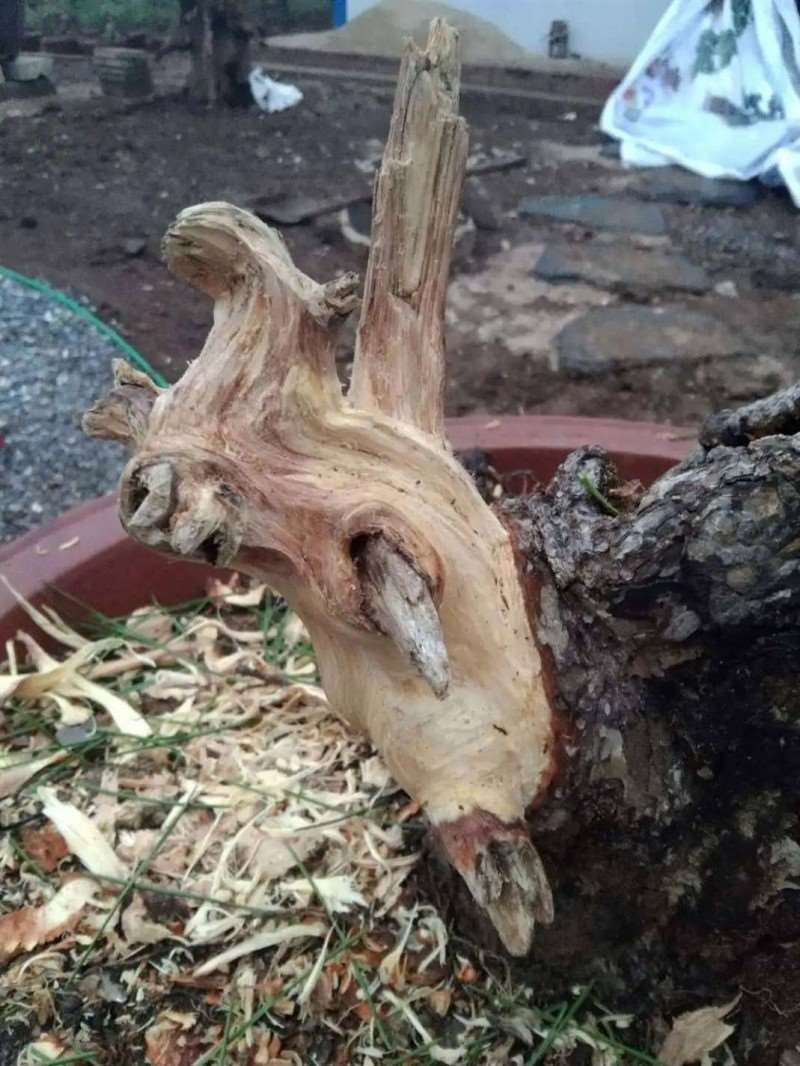 黑松盆景怎么改作