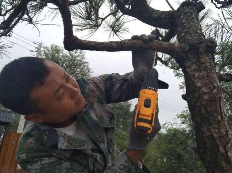 黑松盆景怎么改作