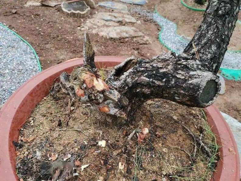 黑松盆景怎么改作