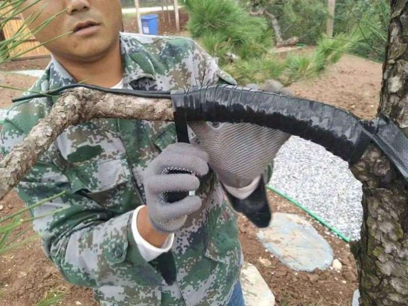 图解 黑松盆景怎么拿弯改作的11个步骤