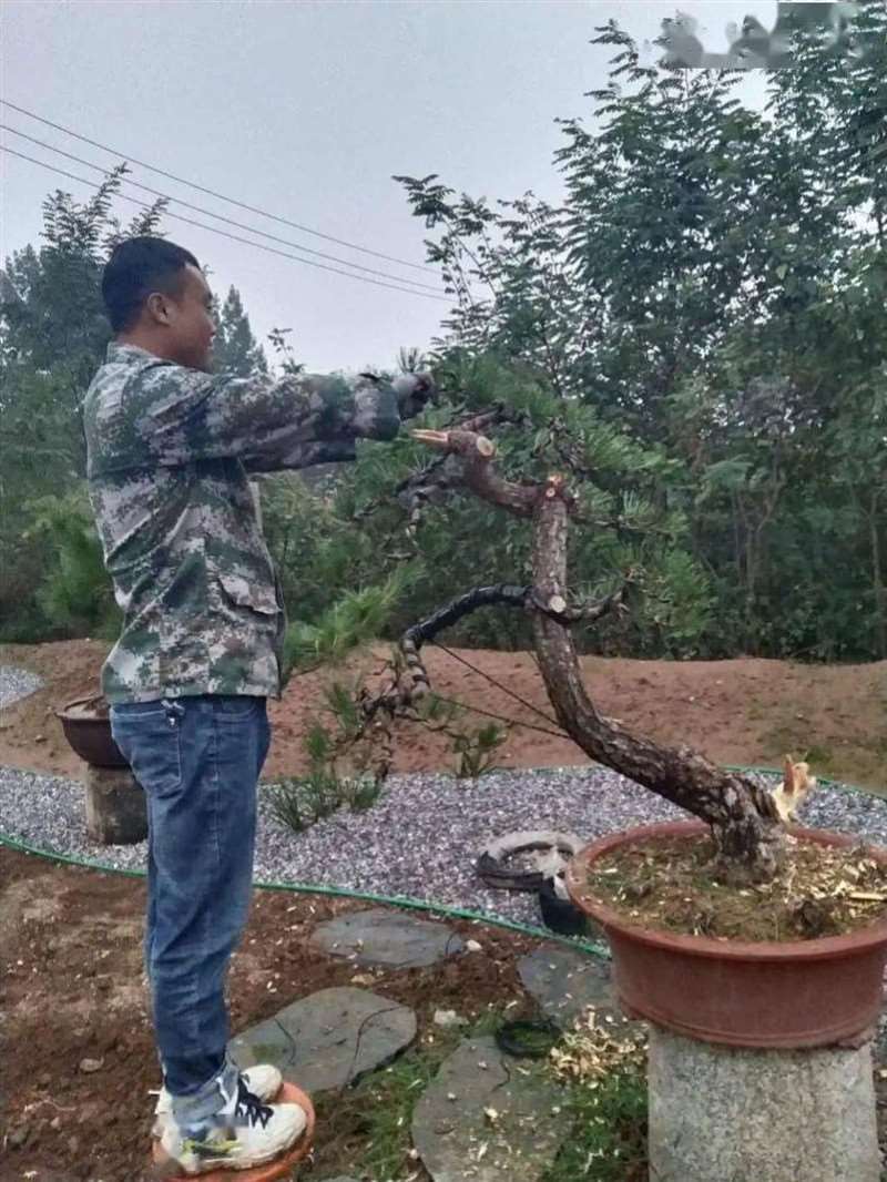 图解 黑松盆景怎么拿弯改作的11个步骤