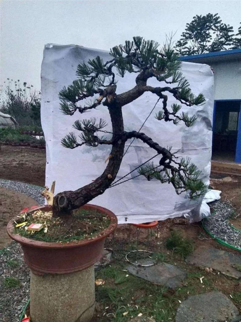 图解 黑松盆景怎么拿弯改作的11个步骤