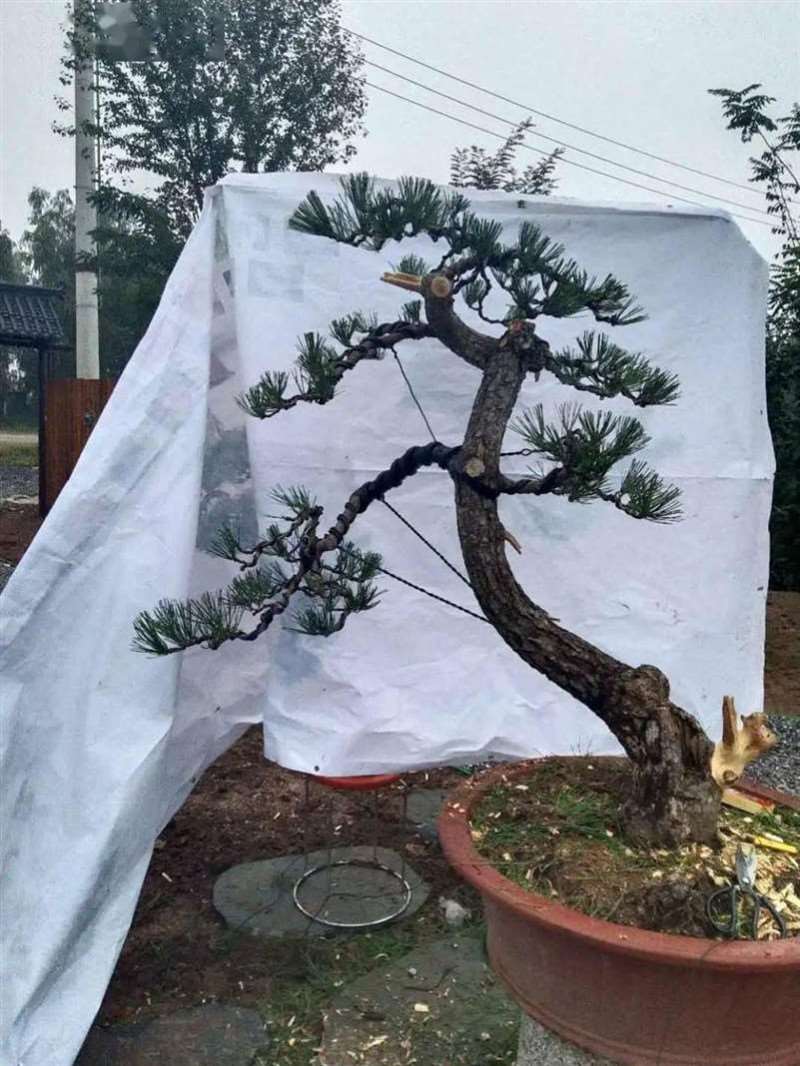 图解 黑松盆景怎么拿弯改作的11个步骤