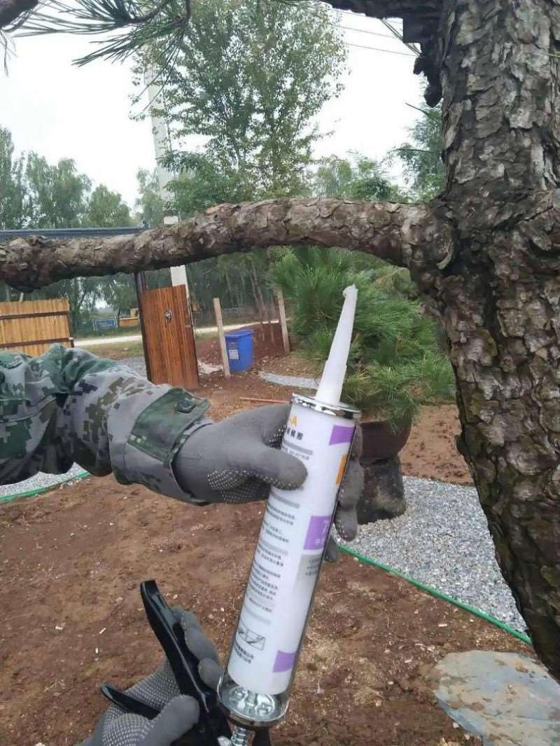 图解 黑松盆景怎么拿弯改作的11个步骤