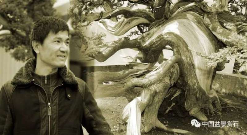 图解 大型真柏盆景怎么舍利雕刻的21个步骤