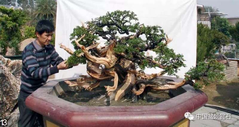 图解 大型真柏盆景怎么舍利雕刻的21个步骤