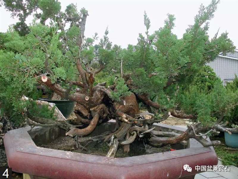 图解 大型真柏盆景怎么舍利雕刻的21个步骤