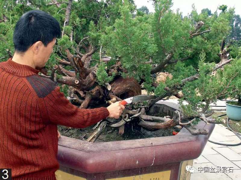 图解 大型真柏盆景怎么舍利雕刻的21个步骤