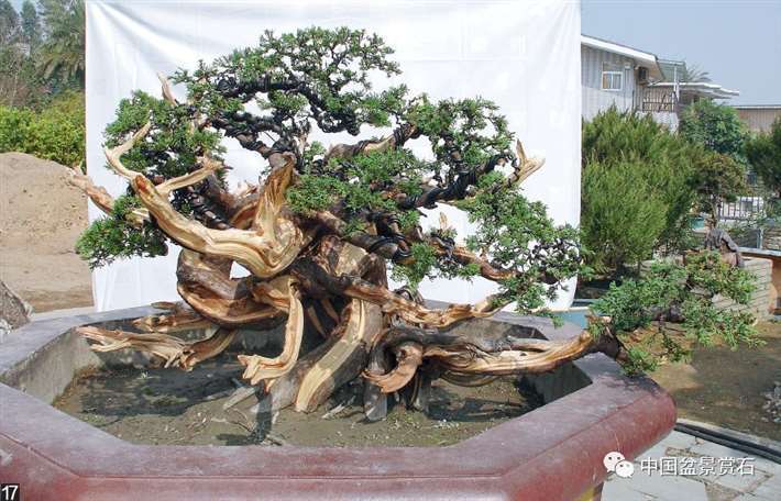 图解 大型真柏盆景怎么舍利雕刻的21个步骤