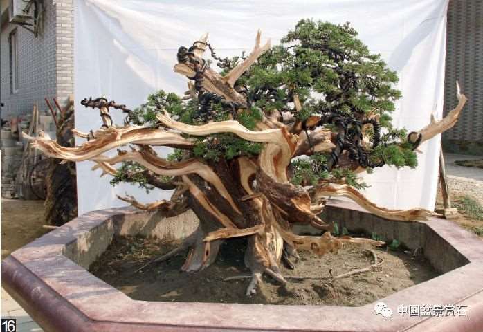 图解 大型真柏盆景怎么舍利雕刻的21个步骤