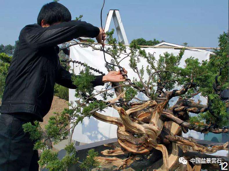 图解 大型真柏盆景怎么舍利雕刻的21个步骤
