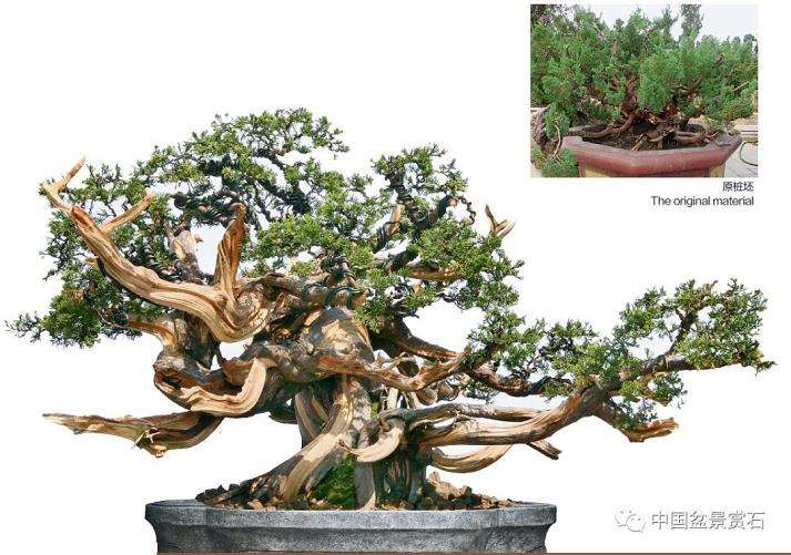 图解 大型真柏盆景怎么舍利雕刻的21个步骤