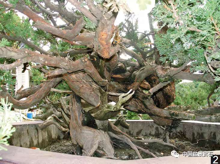 图解 大型真柏盆景怎么舍利雕刻的21个步骤