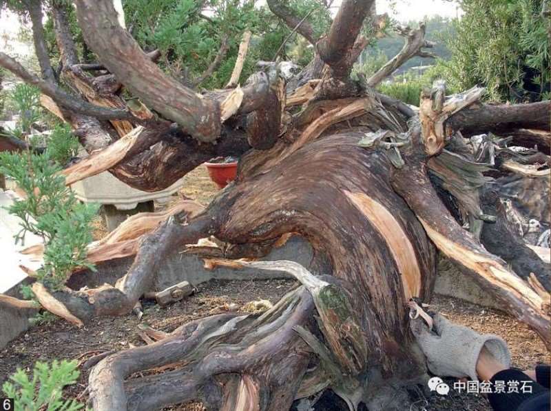 图解 大型真柏盆景怎么舍利雕刻的21个步骤