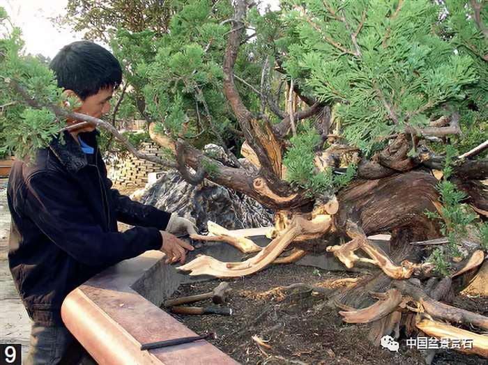 图解 大型真柏盆景怎么舍利雕刻的21个步骤