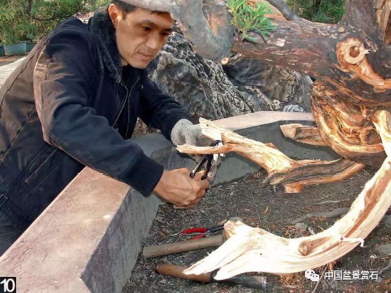 图解 大型真柏盆景怎么舍利雕刻的21个步骤