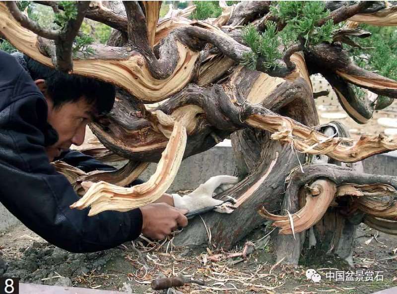 图解 大型真柏盆景怎么舍利雕刻的21个步骤