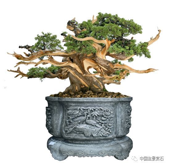 图解 大型真柏盆景怎么舍利雕刻的21个步骤
