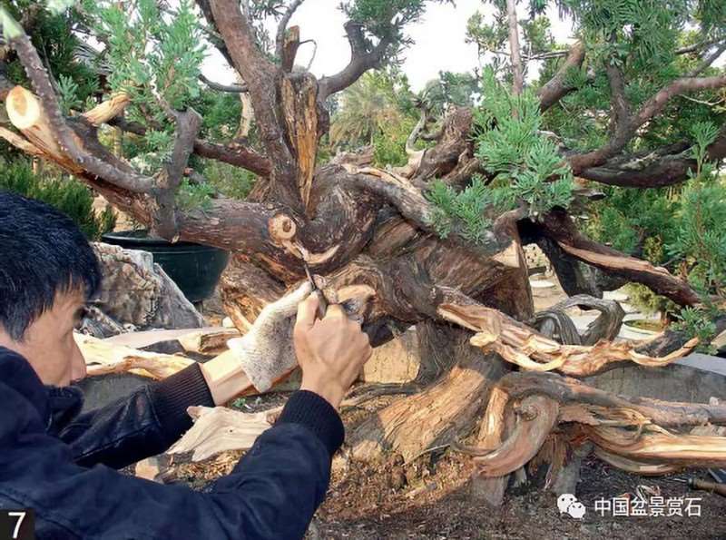 图解 大型真柏盆景怎么舍利雕刻的21个步骤