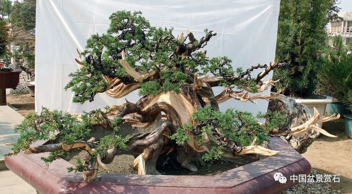 图解 大型真柏盆景怎么舍利雕刻的21个步骤