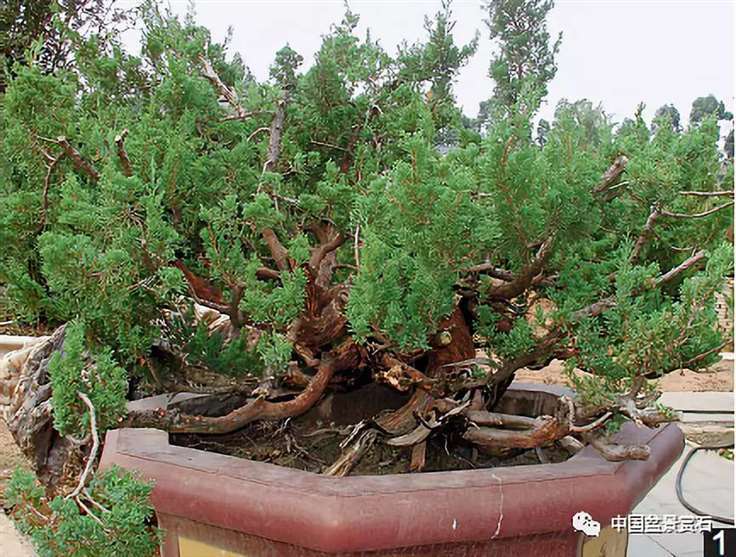 图解 大型真柏盆景怎么舍利雕刻的21个步骤