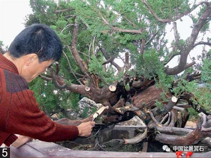 图解 大型真柏盆景怎么舍利雕刻的21个步骤