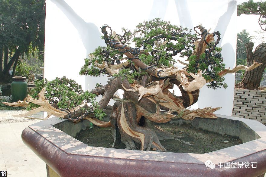 图解 大型真柏盆景怎么舍利雕刻的21个步骤