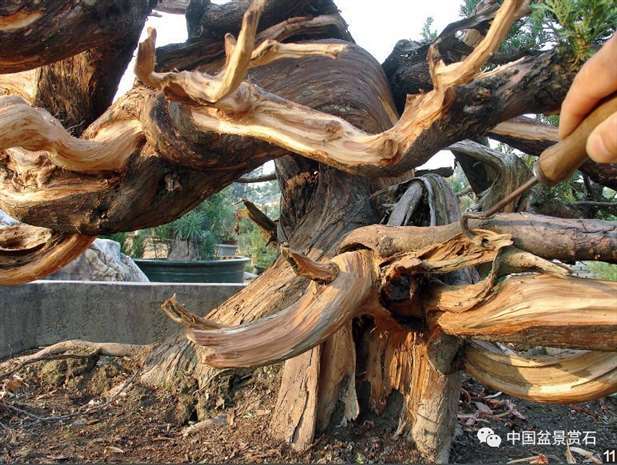 图解 大型真柏盆景怎么舍利雕刻的21个步骤