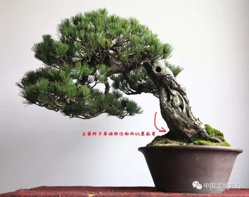 图解 怎么将日本五针松盆景改作成中国风