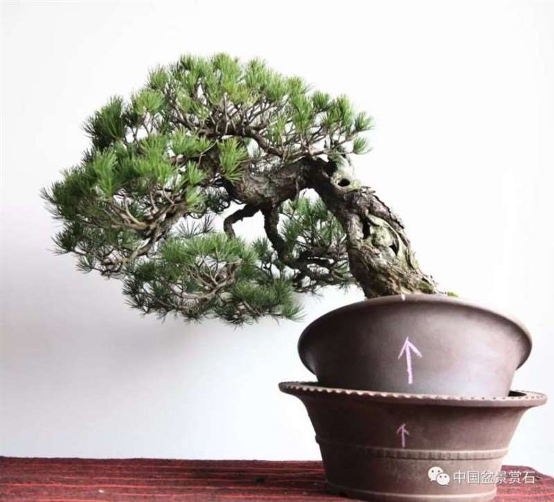 图解 怎么将日本五针松盆景改作成中国风